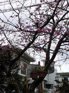 ~☆ 花より団子☆~