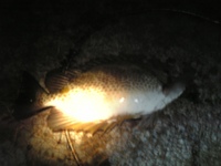 狙って釣れると嬉しいもんだ 2008/05/10 15:35:18