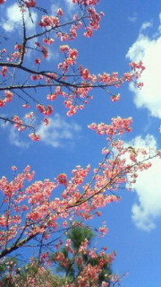 桜の花。