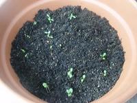 プチ´ε`*)報告☆;:*:;☆ 2008/04/15 14:51:11