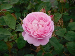 tea-rose