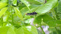 オキナワビロウドセセリ幼虫がクロヨナ葉を食んでいた