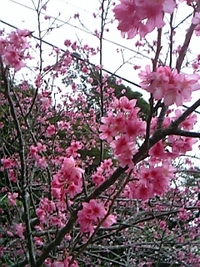 沖縄の桜と北部探索 2007/01/30 20:23:00