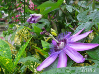 時計草。 2008/05/14 15:51:10
