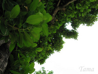 フクギ 2008/05/25 11:49:23