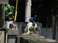守り神 2008/05/24 20:23:58