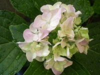 おはようございます♪ 2008/07/10 08:17:50