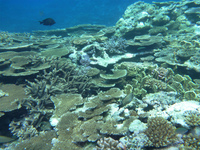 石垣島石西礁湖 2010/08/19 16:14:09