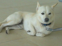 softbankのパパ犬が・・・ 2010/08/30 18:13:28