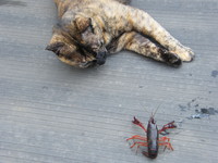 ザリガニと猫。