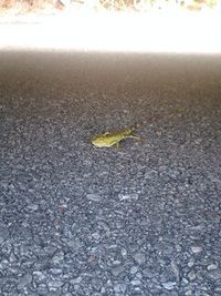 ついていないやら、ついているのやら!