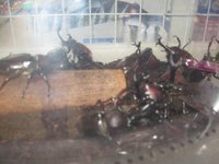 カブトムシ＆クワガタ 2008/07/15 21:36:04