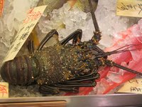 ロブスター 2008/08/12 22:02:11