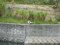 鳥 2008/07/13 20:41:34