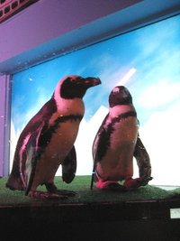 ペンギン 2008/08/17 14:41:28