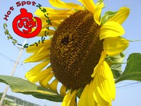 夏の終わりに。