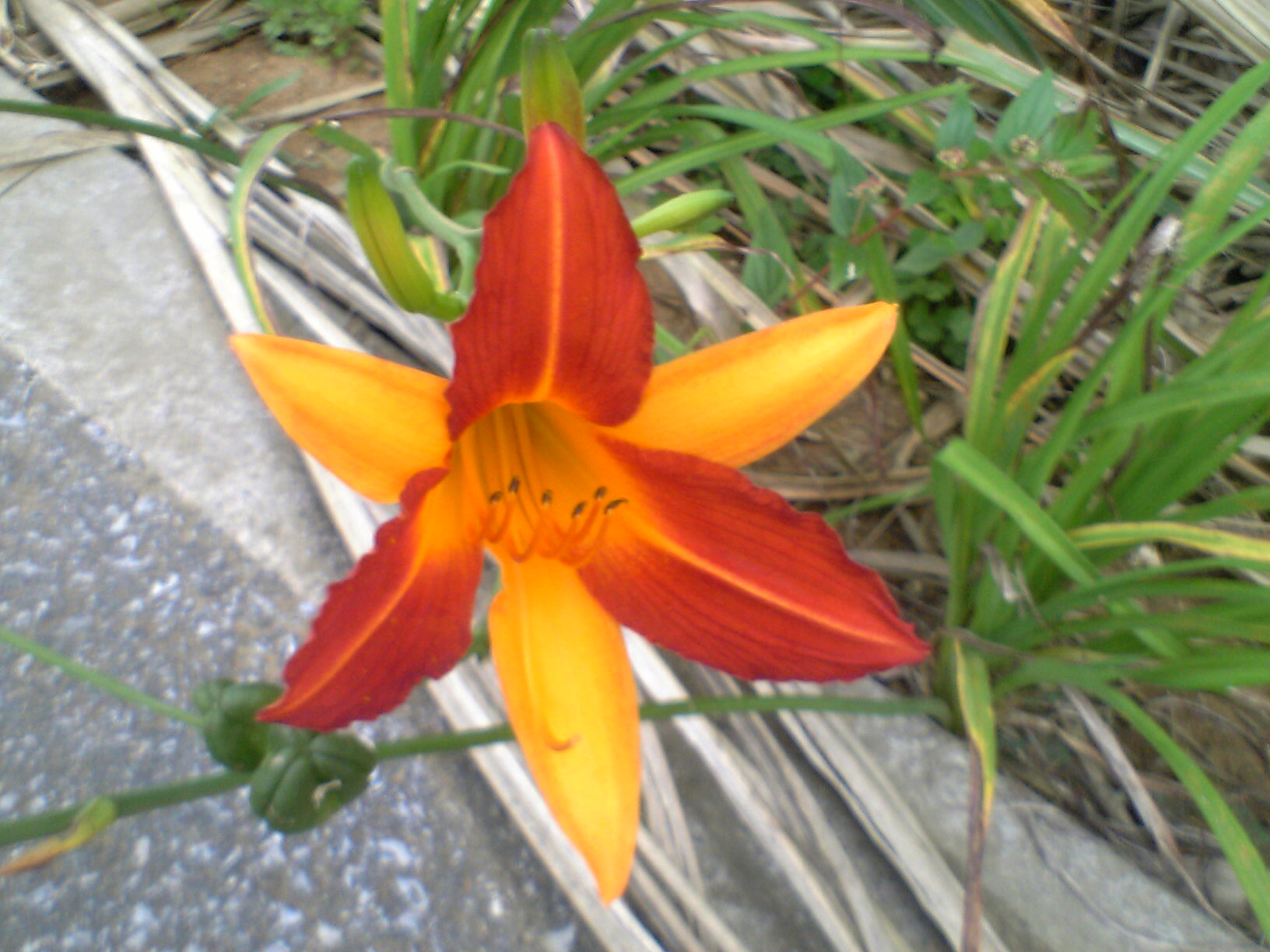 2006061722.JPG