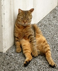 猫がこんな格好するかぁー！？