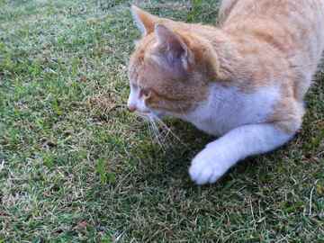 公園猫
