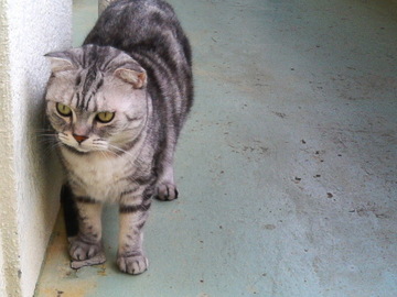 ブー猫