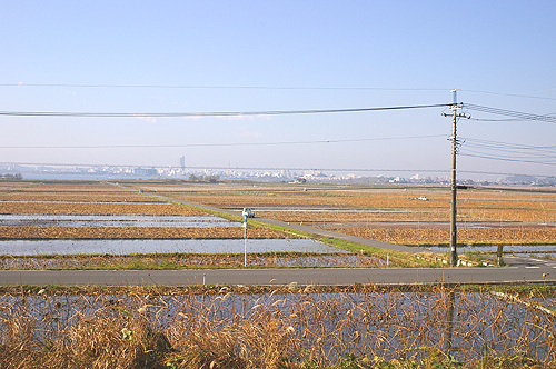 茨城県土浦市のれんこん