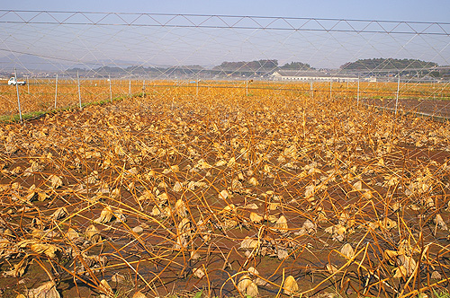 茨城県土浦市の蓮根(れんこん)