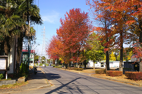 茨城県つくば市の紅葉