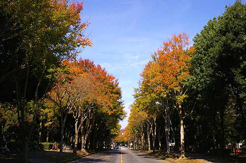茨城県つくば市の紅葉