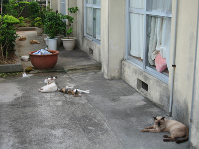 マヤー(猫)