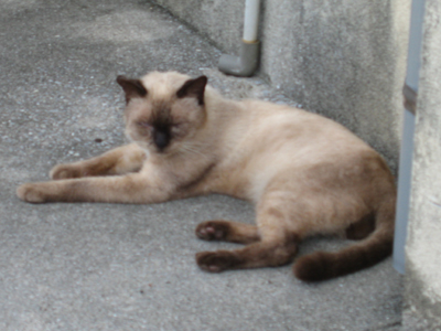 マヤー(猫)