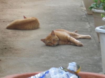 マヤー(猫)