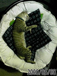 ごろニャー！！ 2008/05/09 14:13:33