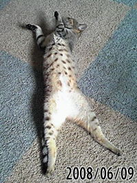 かわいいにゃ～ 2008/06/10 19:16:26
