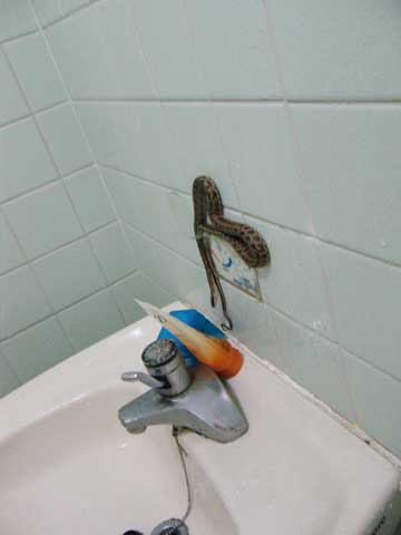 Snake in my house