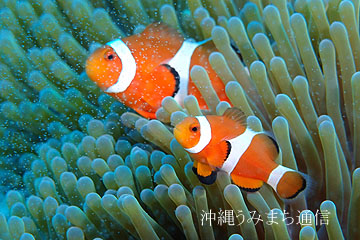 アミ