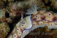 マダライロウミウシのナンパ 2008/05/09 22:00:00