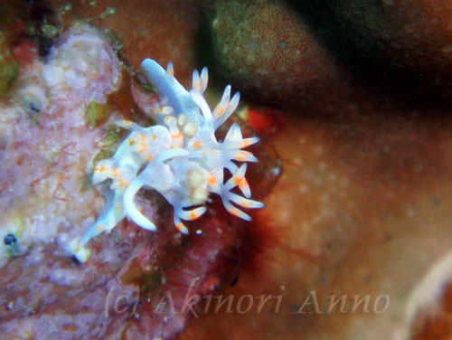 <br />
<br />
<i>Flabellina bicolor</i><br />
Depth:7m<br />
Length:10mm<br />
Location:コウリ残波<br />
<br />
RESIST No.43 <br clear=
