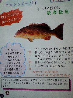 沖縄の魚 アカジンミーバイ