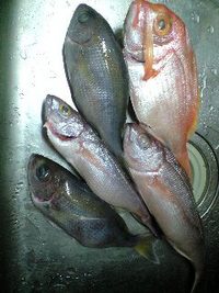 頂き物で夕食♪そして感謝。 2008/07/29 00:42:58