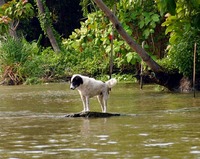 取り残された犬 2007/11/17 18:44:58