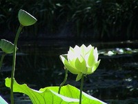 White Lotus 2007/11/25 11:47:48