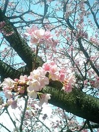 早くも 2010/02/09 15:30:20