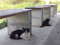 決意表明だったり 2008/08/19 07:40:44