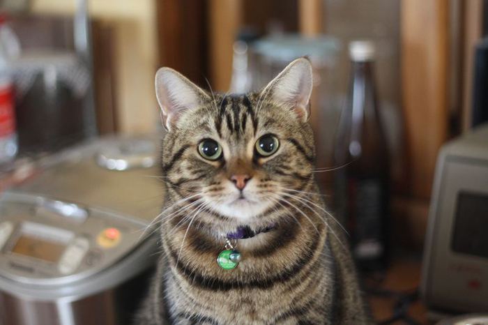 アメショー猫の夫婦 アメショー猫の夫婦