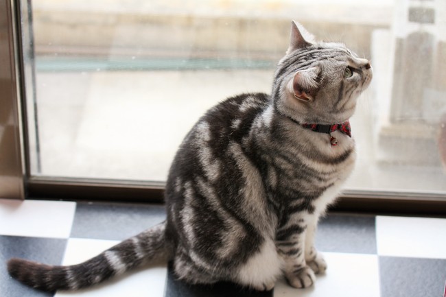 アメショー猫の夫婦 アメショー猫の夫婦