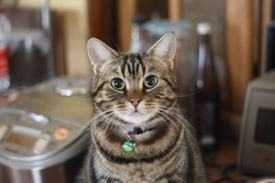 愛猫と愛車