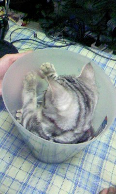 姉妹