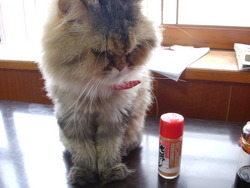 モグちゃん食卓に乗る