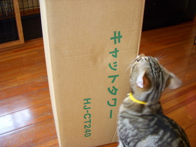 猫部屋タワー