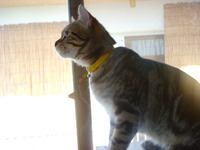 猫部屋では・・